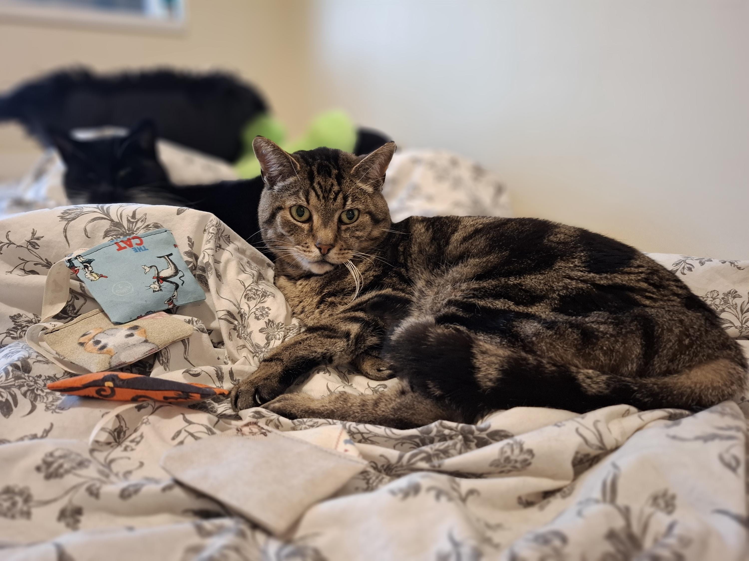 Terry's teabags Set of 4 catnip pouches