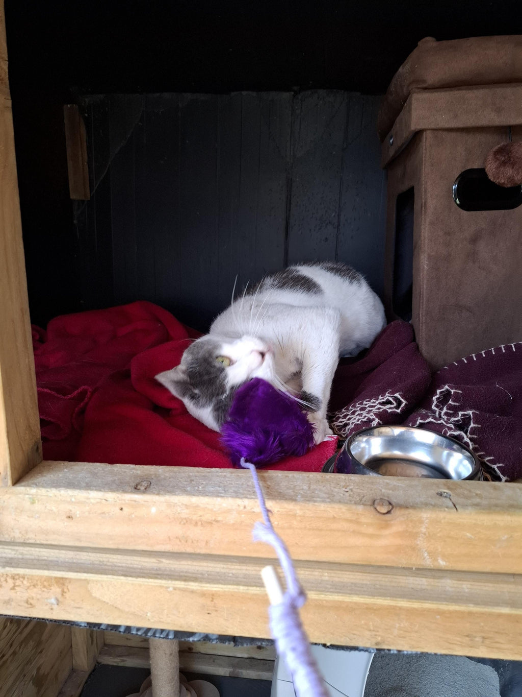 Stallone's NipStick catnip teaser toy