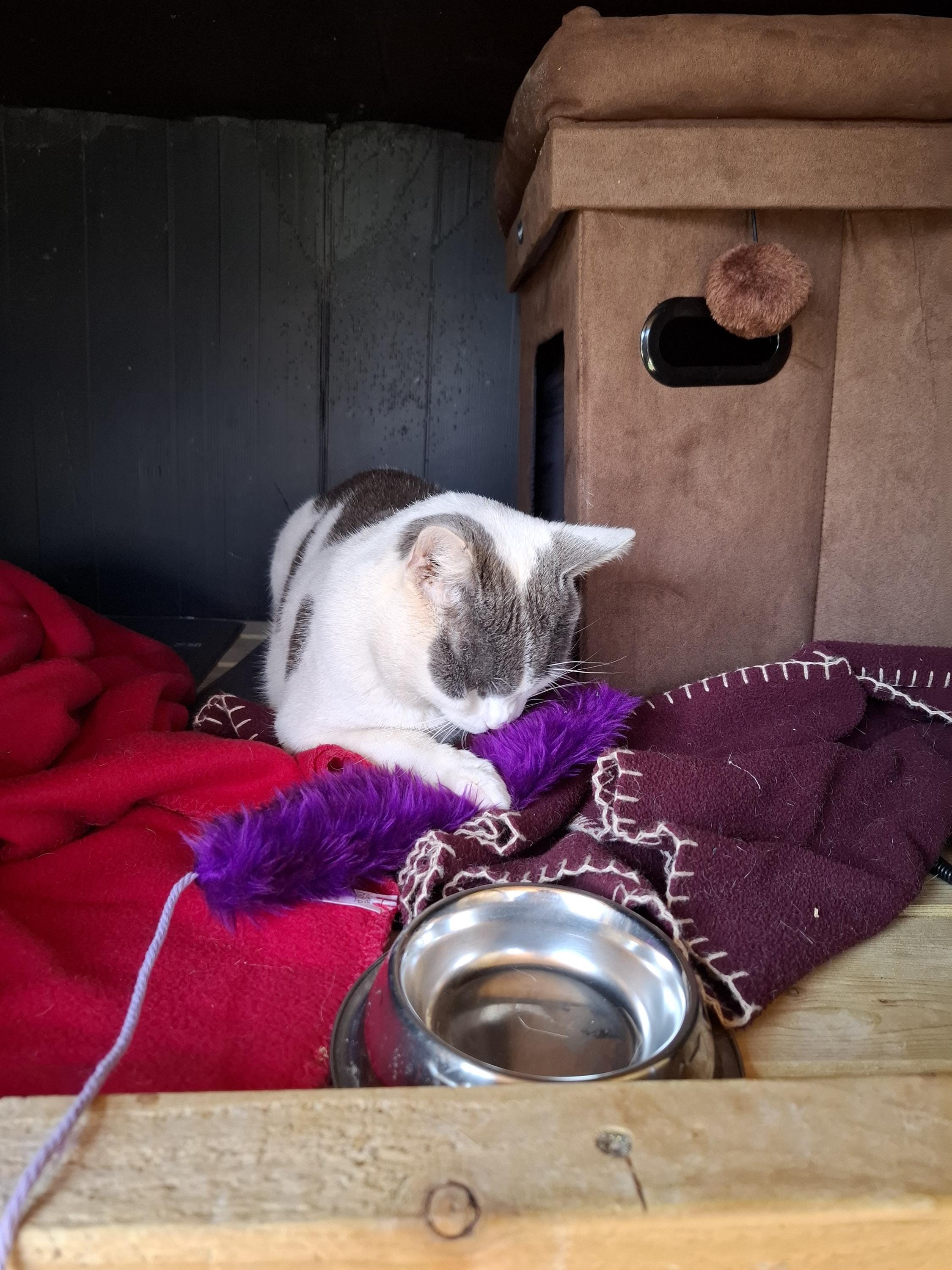 Stallone's NipStick catnip teaser toy