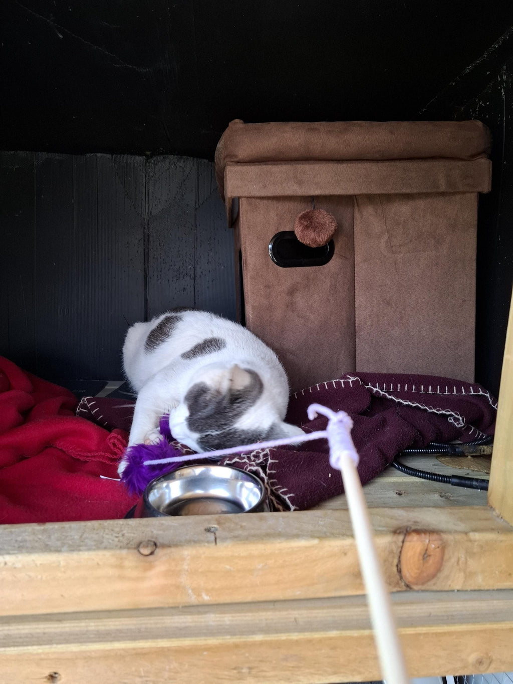 Stallone's NipStick catnip teaser toy