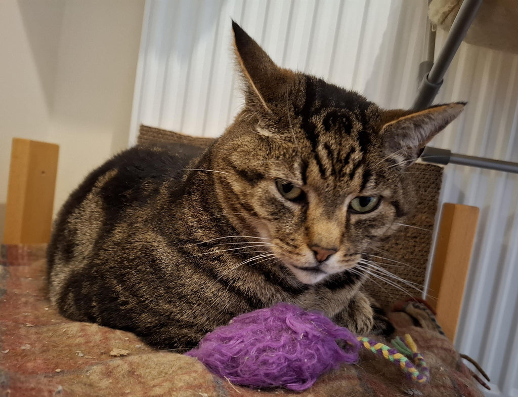 Terry & Jack's favourite catnip mice