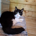 Eddie's tail catnip toy