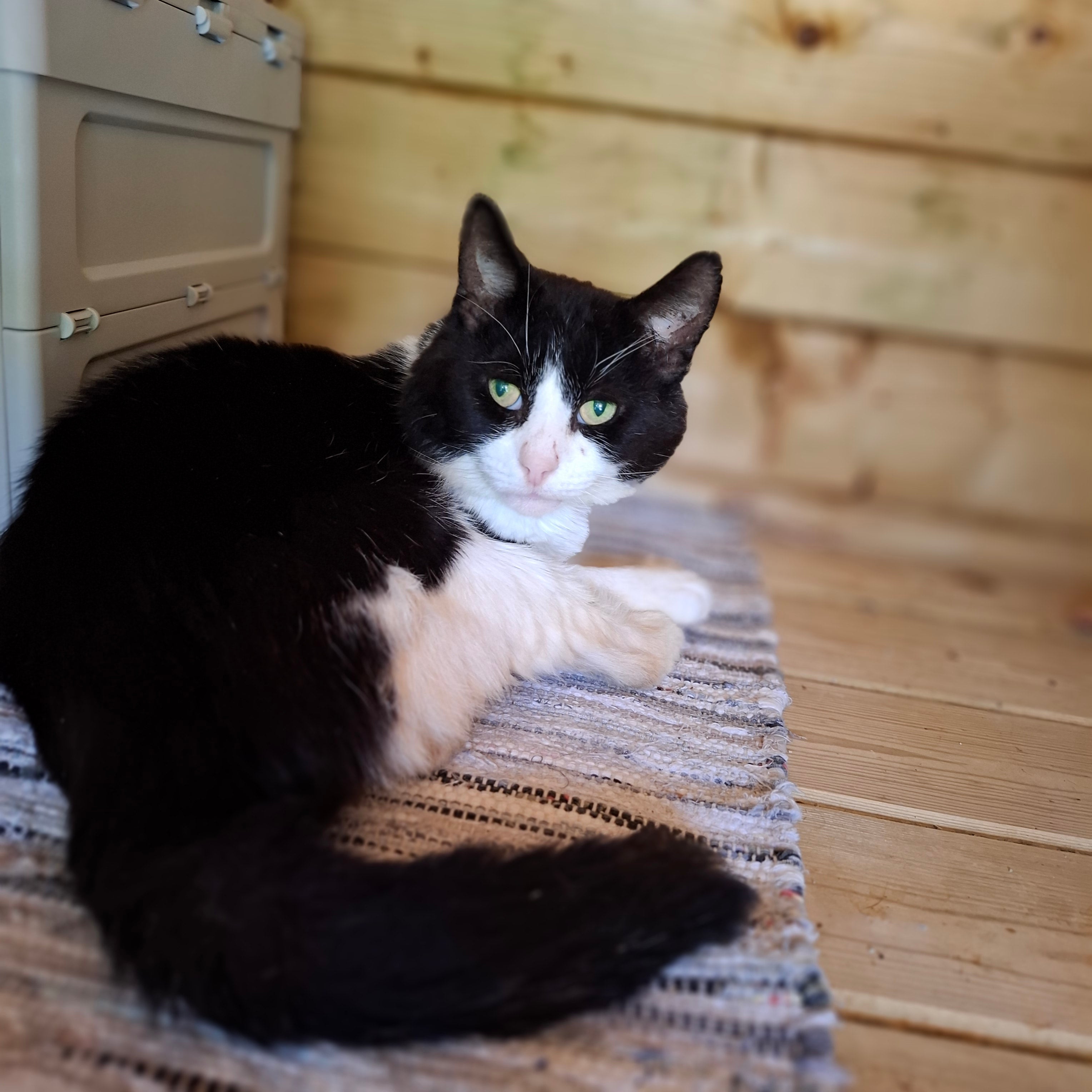Eddie's tail catnip toy